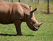 Rhino