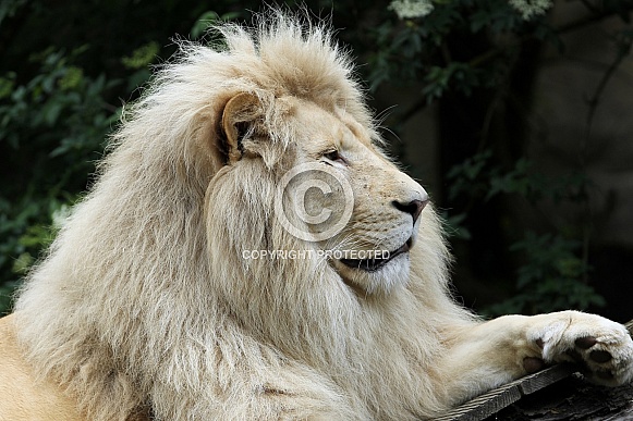 Afr. White Lion Afr. White Lion