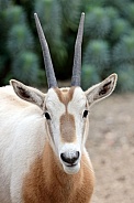 The scimitar oryx (Oryx dammah), also known as the scimitar-horned oryx and the Sahara oryx