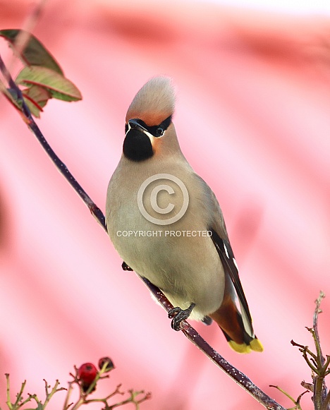 Waxwing Waxwing