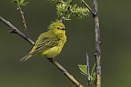 A Male Yellow Warbler