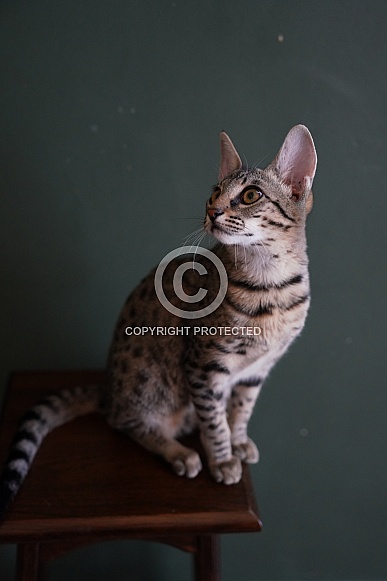 Savannah Cat