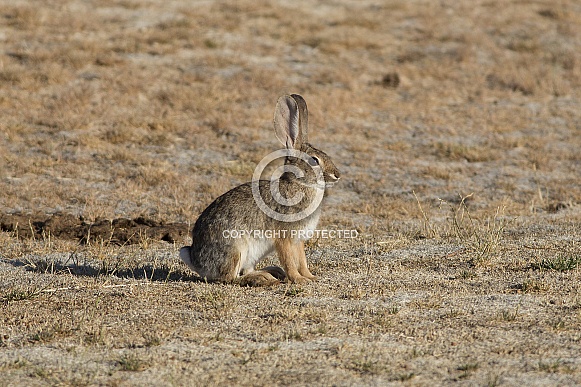 Desert Cottontail