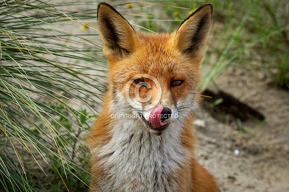 Closeup from a Fox