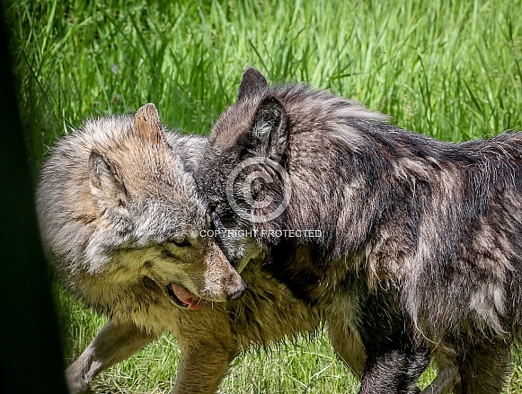 Tundra Grey Wolf Tundra Grey Wolf