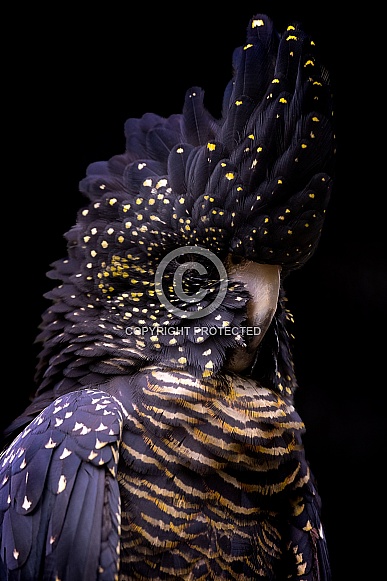 Red-Tailed Black Cockatoo