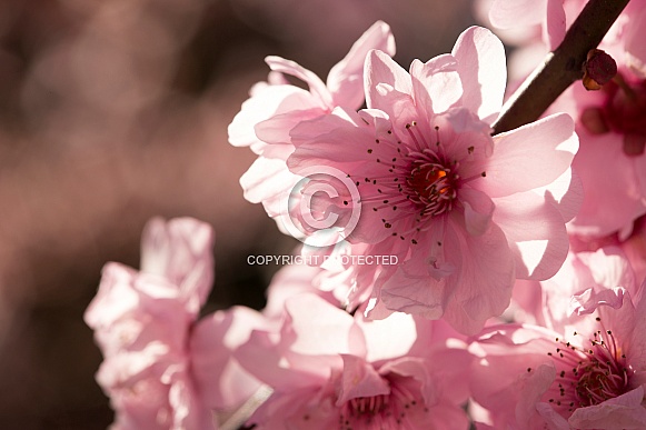 Spring blossom. Spring blossom.