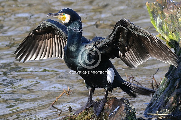 Cormorant Cormorant
