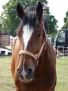 Shire Horse