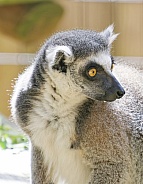 Lemur