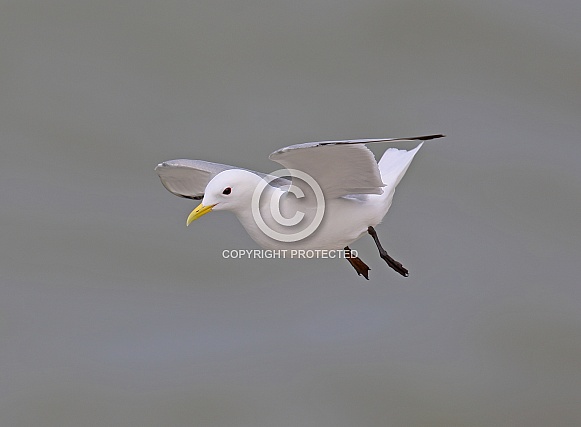 Kittiwake Kittiwake