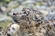 Snow Leopard Looking Up