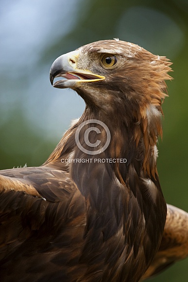 Golden Eagle - Scottish Highlands