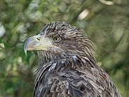 Young White-tailed Eagle