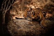 Beautiful tiger in the nature habitat. Tiger pose in amazing light. Wildlife scene with wild animal. Indian wildlife. Indian tiger. Panthera tigris tigris.