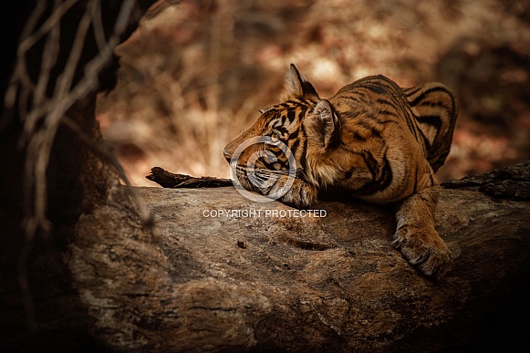 Beautiful tiger in the nature habitat. Tiger pose in amazing light. Wildlife scene with wild animal. Indian wildlife. Indian tiger. Panthera tigris tigris.