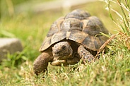 Spur-thighed Tortoise