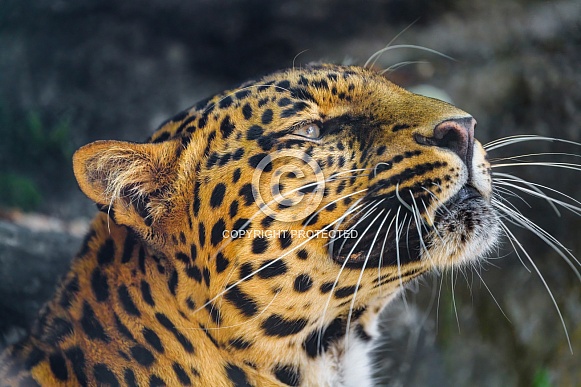 Portrait of a leopard
