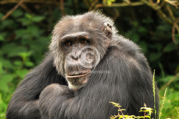 Chimpanzee