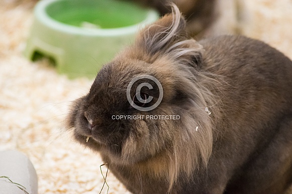 Lion Head rabbit Lion Head rabbit