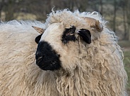 Black Nose Valais Sheep