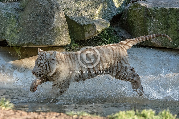 white Tiger white Tiger