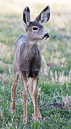 Wild mule deer mother and fawns