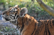 Amur Tiger Cub