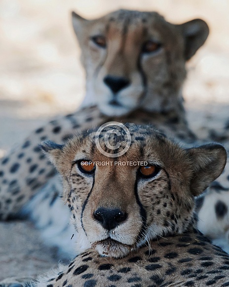 Two brothers