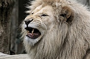 African White Lion