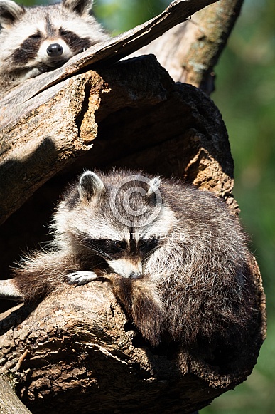 raccoon raccoon