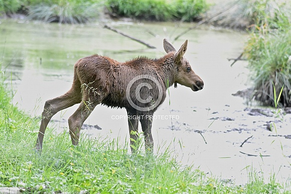 Moose calf Moose calf