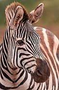 Grants Zebra Close Up