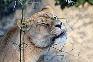 Lioness (panthera leo)