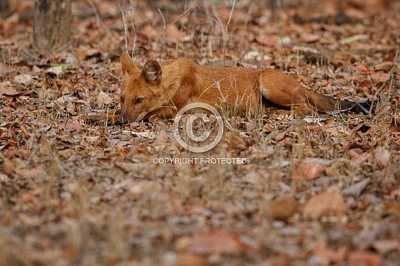 Indian wild dog pose in the nature habitat