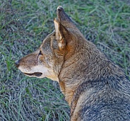 Red Wolf