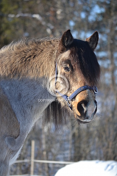 Connemara horse Connemara horse