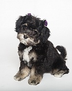 Puppy on white portrait