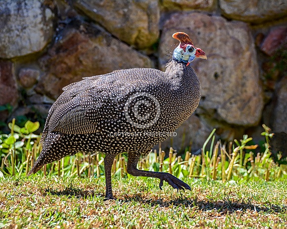 Helmeted Guineafowl
