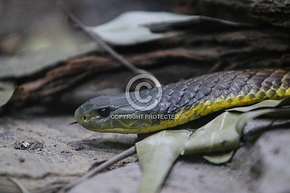 Tiger Snake