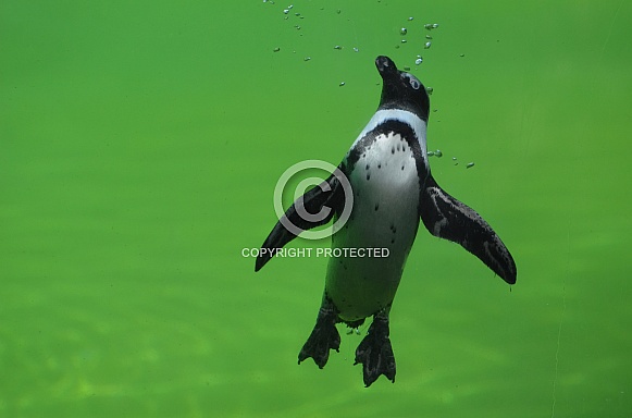 Jackass penguin Jackass penguin