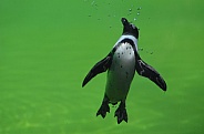 Jackass penguin