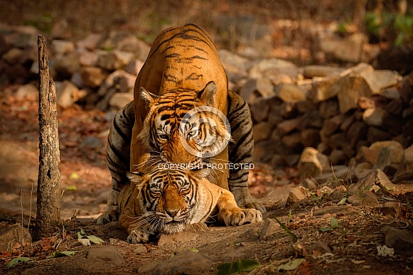 Beautiful tiger in the nature habitat. Tiger pose in amazing light. Wildlife scene with wild animal. Indian wildlife. Indian tiger. Panthera tigris tigris.
