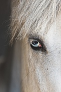 Blue Eyed Horse