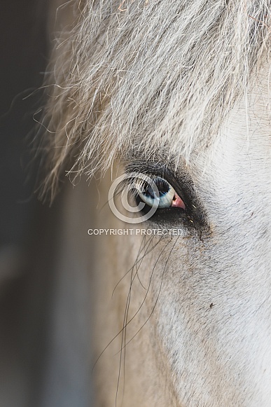Blue Eyed Horse Blue Eyed Horse