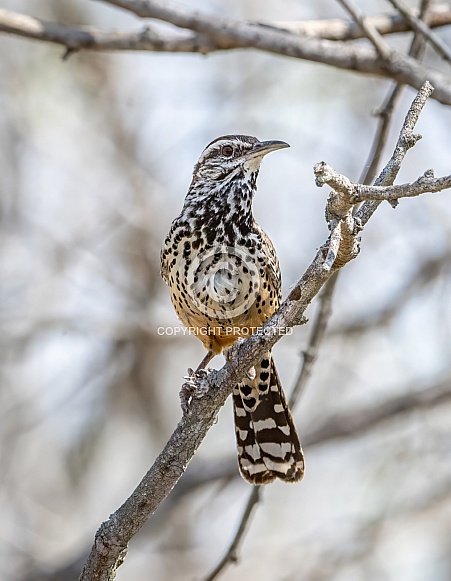 Cactus Wren