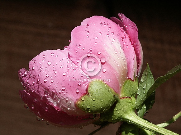 Pink Peony Pink Peony