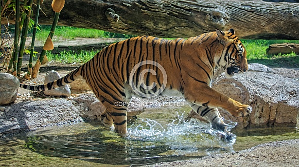 Tiger Splashes through a Stream