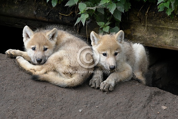 Hudson Bay Wolves Hudson Bay Wolves