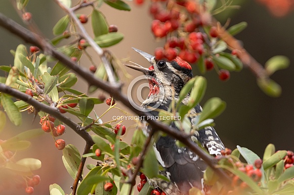 Red Naped Sapsucker, Sphyrapicus nuchalis